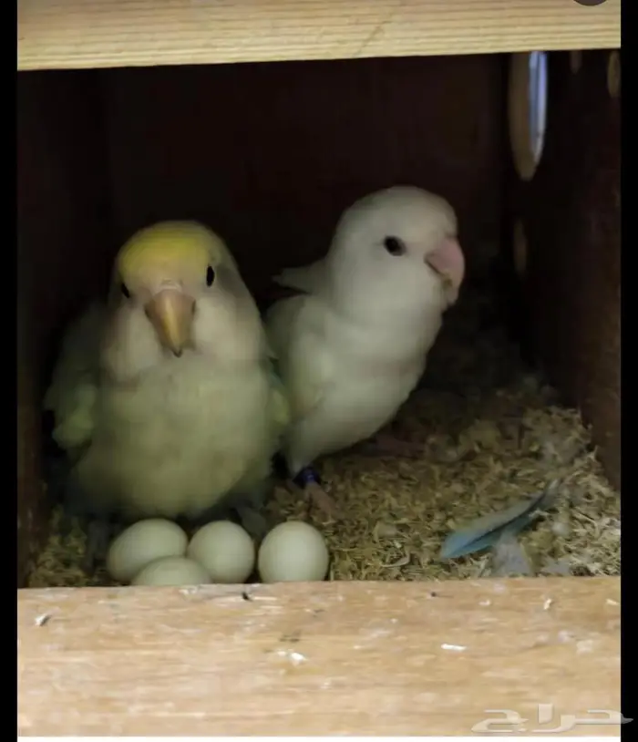 جوز روز منتج 2