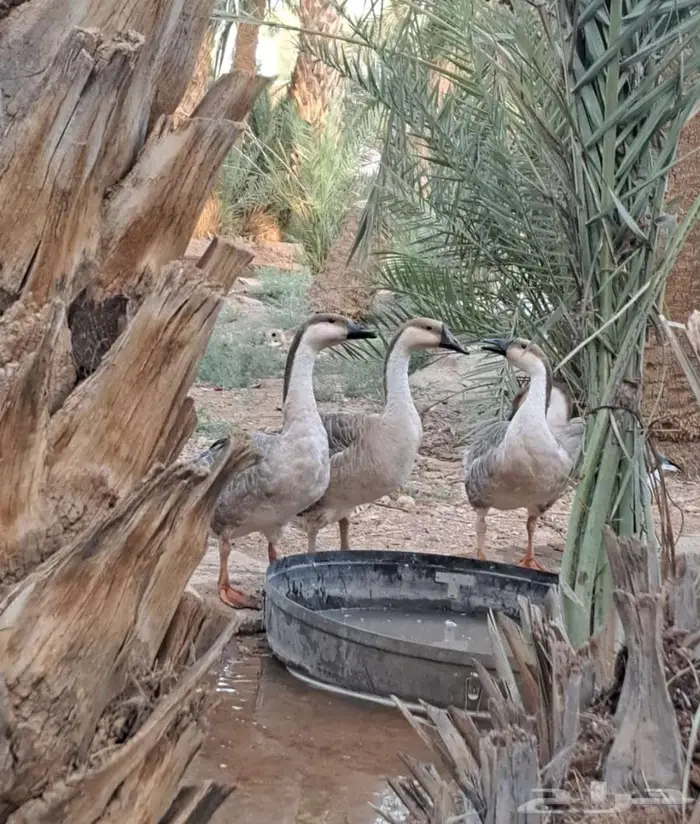 وز عراقي اصل للبيع 0