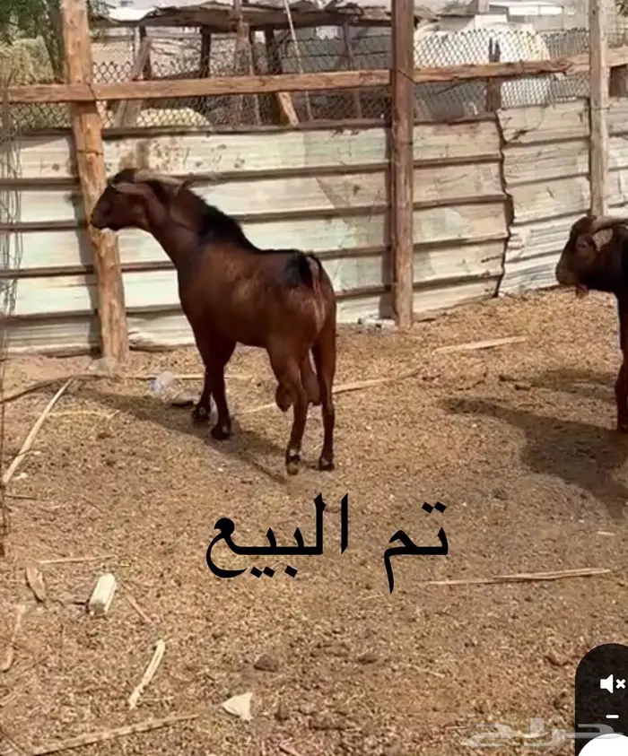 فحول للبيع 0