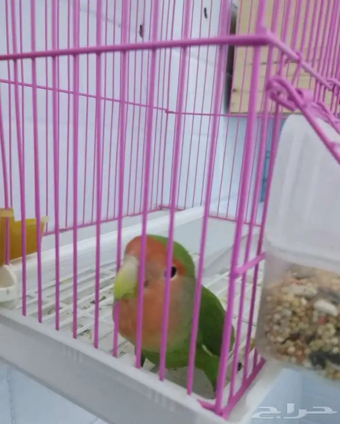 أنثى روز منتجه 0