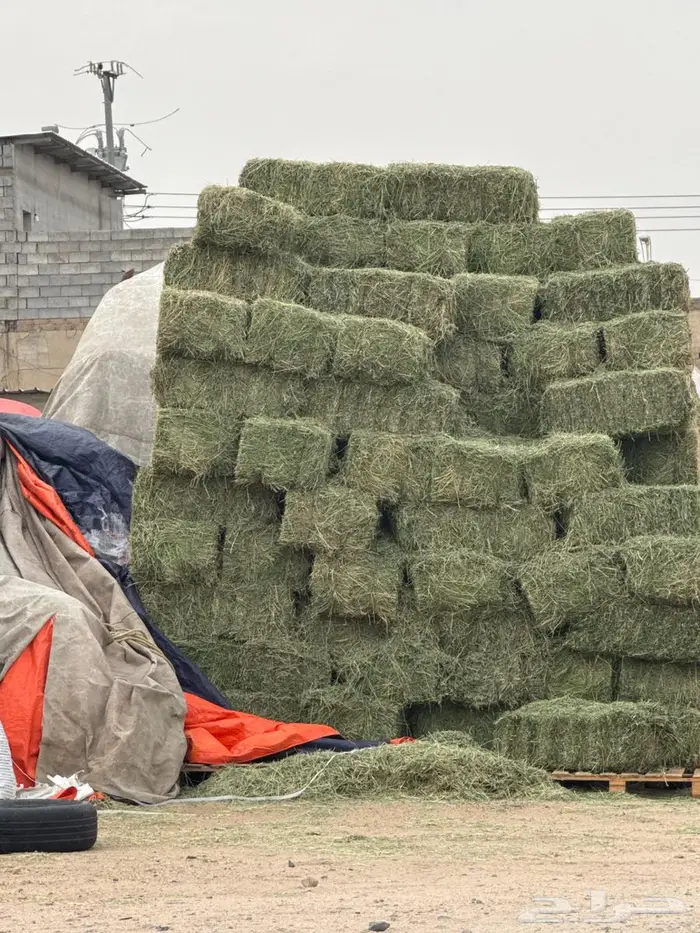 بيع أعلاف حيوانات ودواجن وطيور وخيول 2