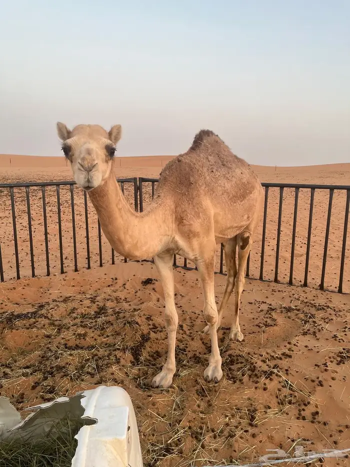 بكره للبيع مفروده امها قدها بتلد من فوقها 0