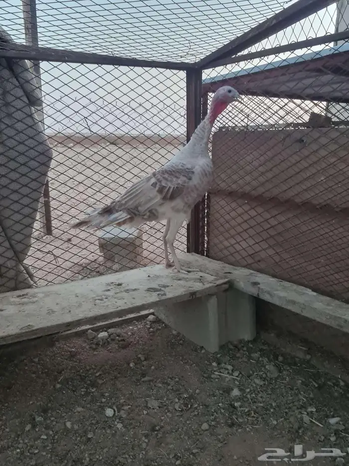 دجاج رومي للبيع 1
