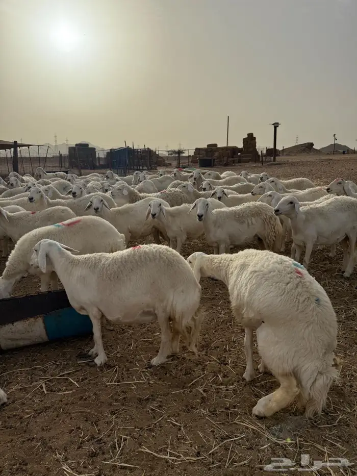 غنم جنب عددها 130 تقربيا 1
