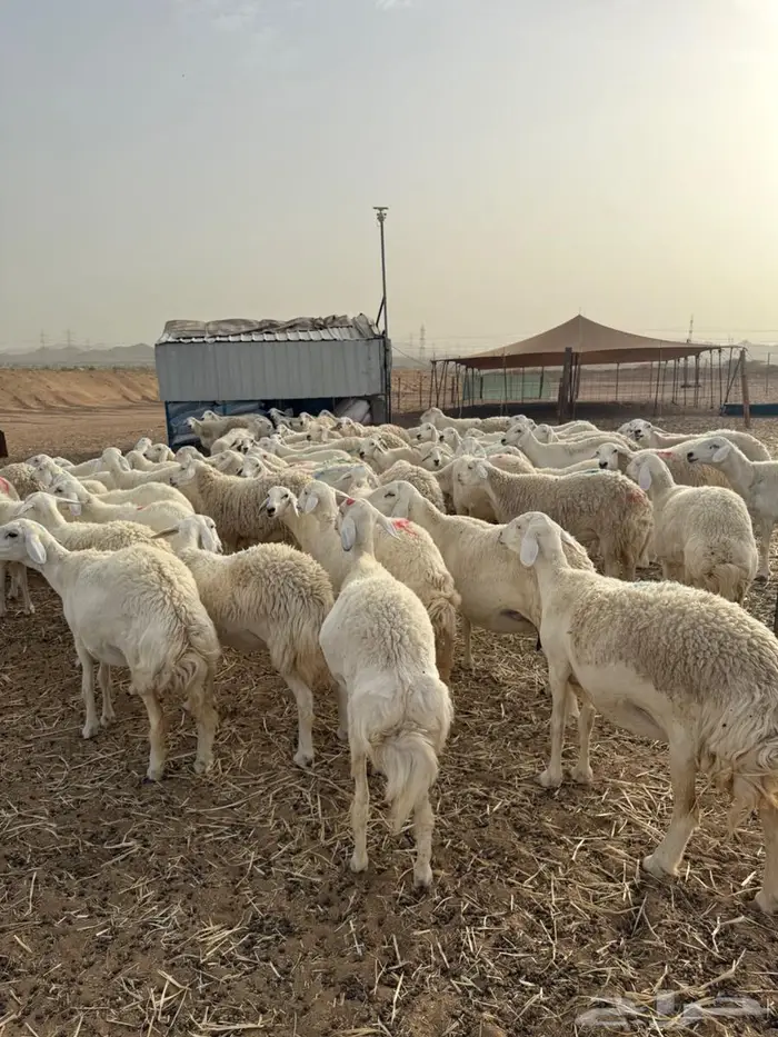 غنم جنب عددها 130 تقربيا 2