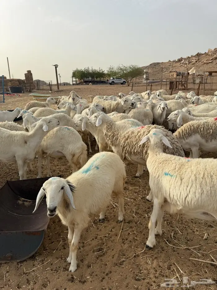 غنم جنب عددها 130 تقربيا 3