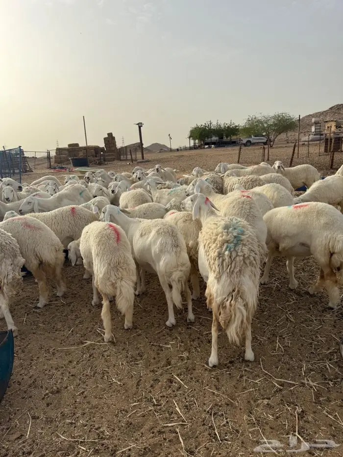 غنم جنب عددها 130 تقربيا 4