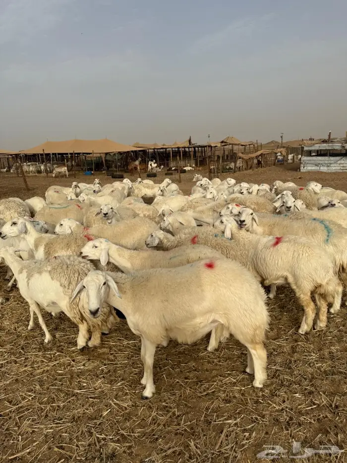 غنم جنب عددها 130 تقربيا 5