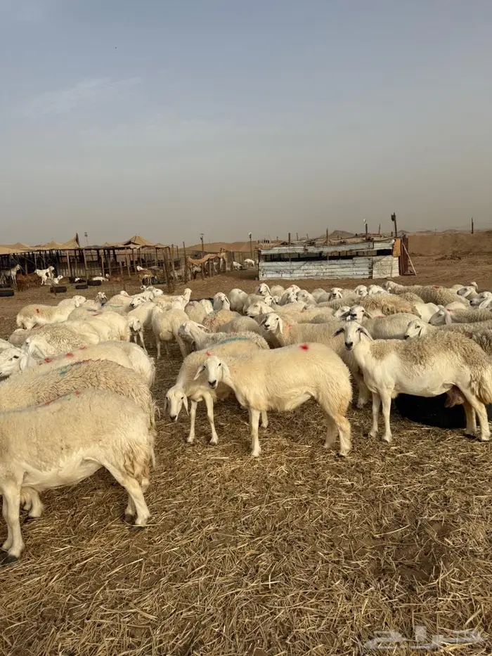 غنم جنب عددها 130 تقربيا 7