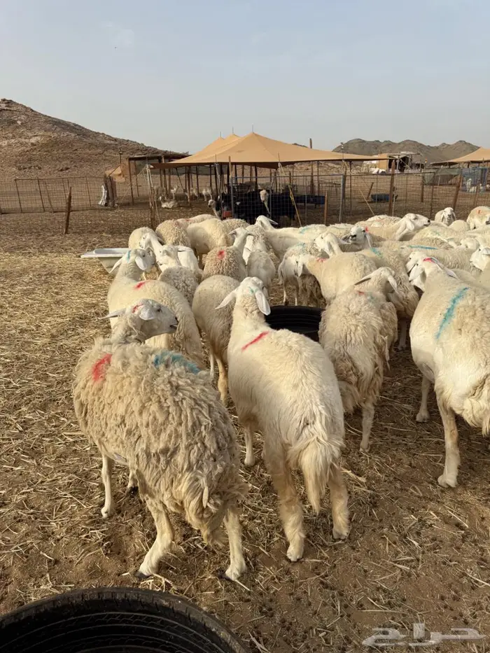 غنم جنب عددها 130 تقربيا 6