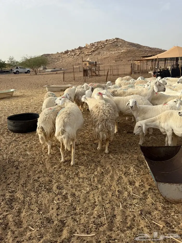 غنم جنب عددها 130 تقربيا 0
