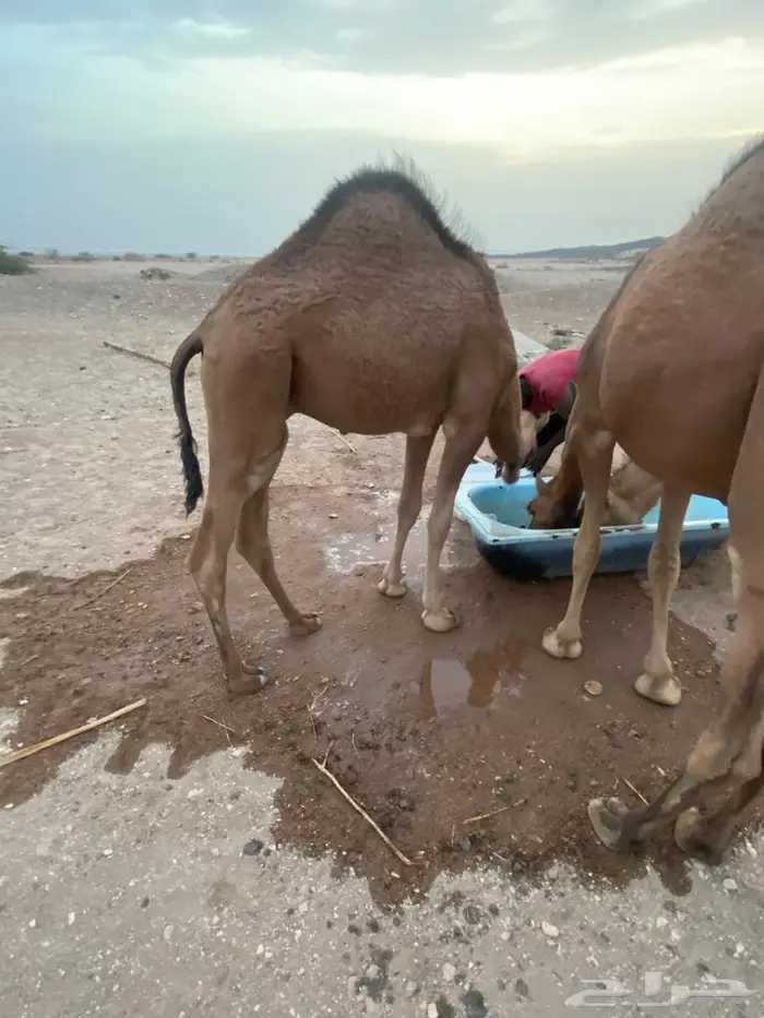 قعدان للبيع 0