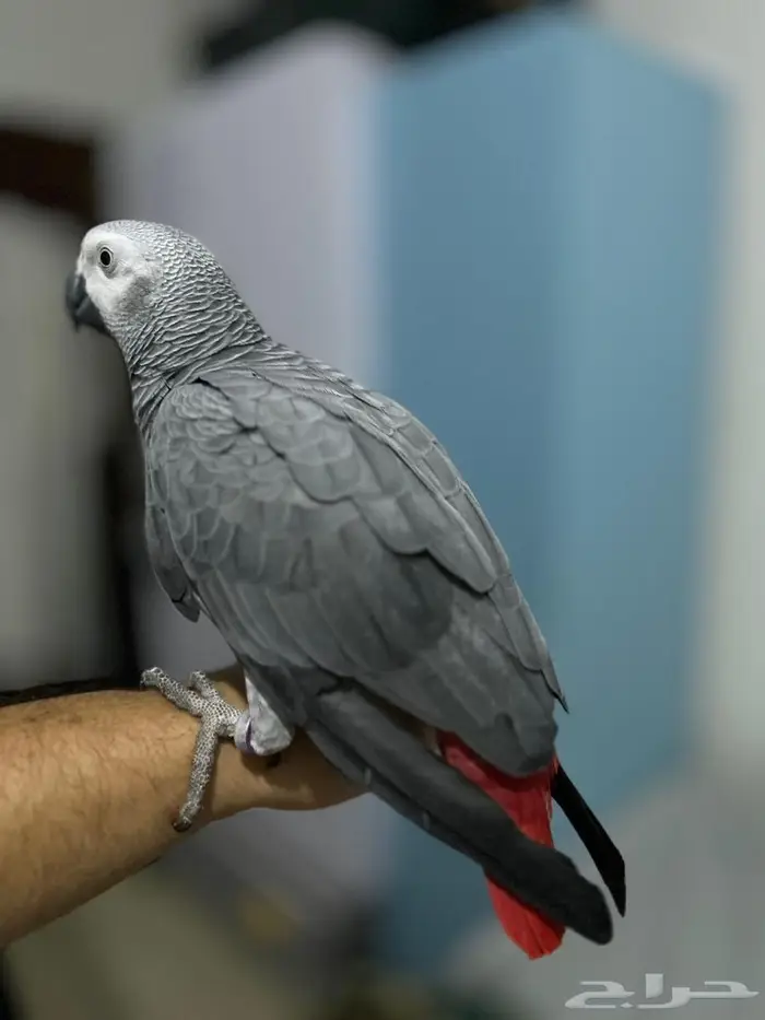 كاسكو اليف محجل 1