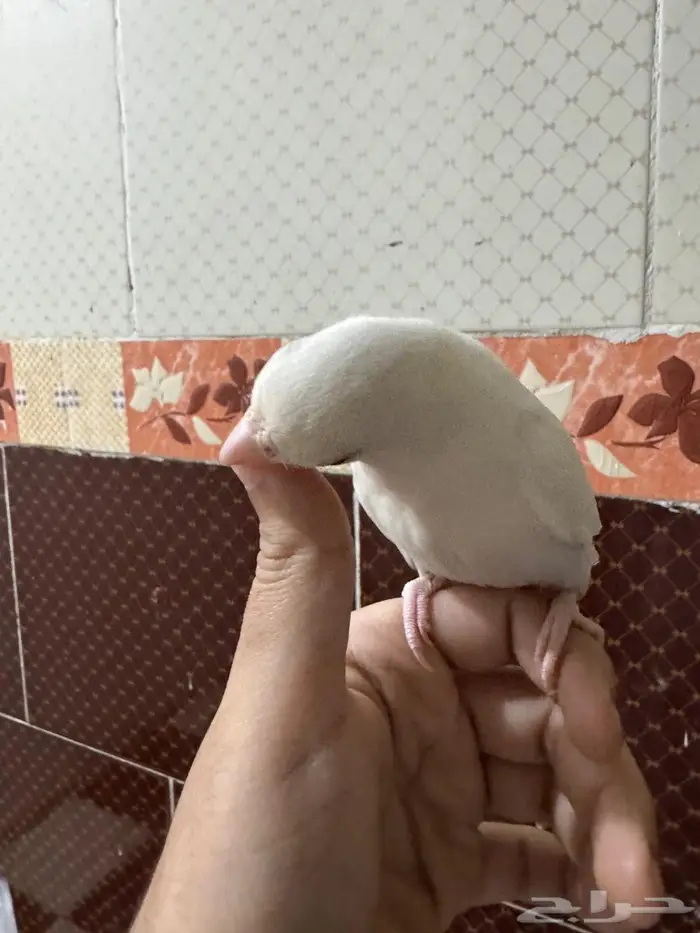 ببغاء زور اليف 1