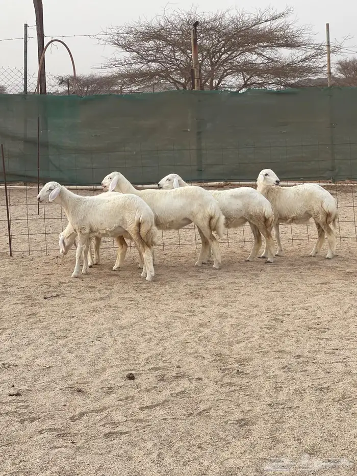 تم البيع .. رخال مقاني طيبه فرصه للقناي ونظيفه جدا 3