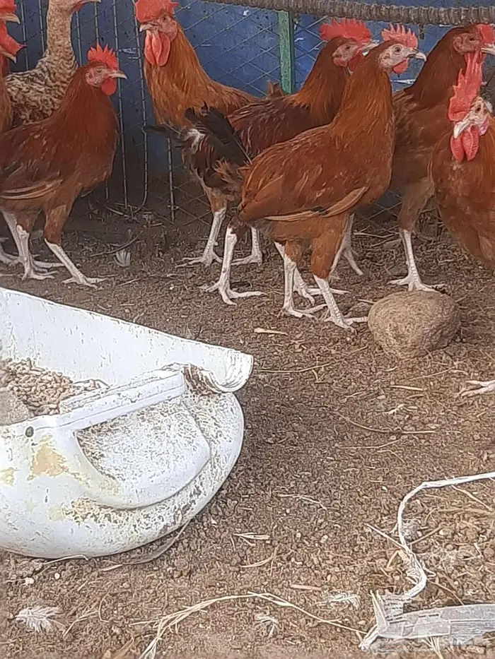 دجاج بياض وديوك 2