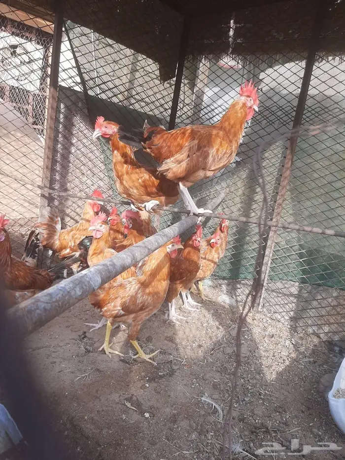 دجاج بياض وديوك 3
