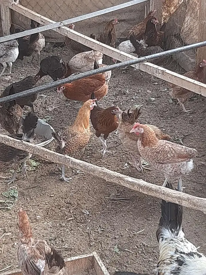 دجاج بياض وديوك 0