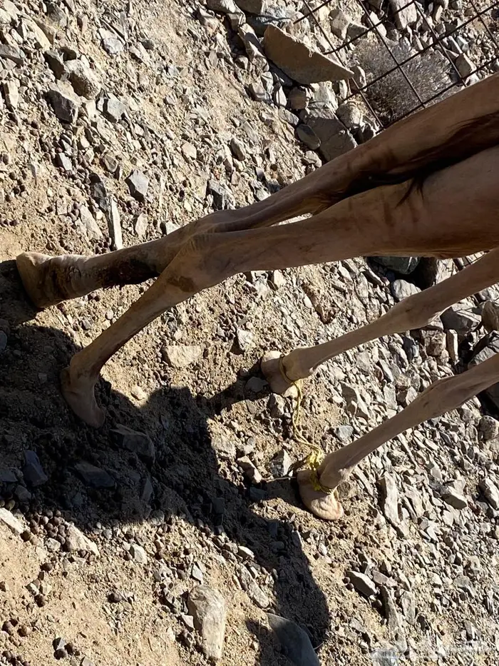 بكره حمرا للبيع جزر 0