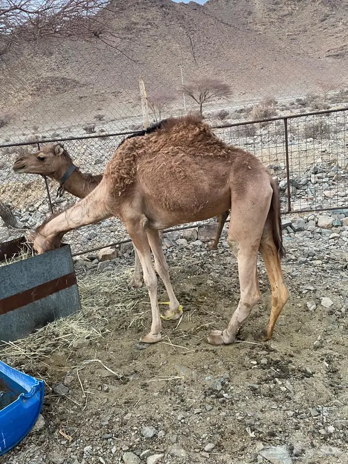 بكره حمرا للبيع جزر 1
