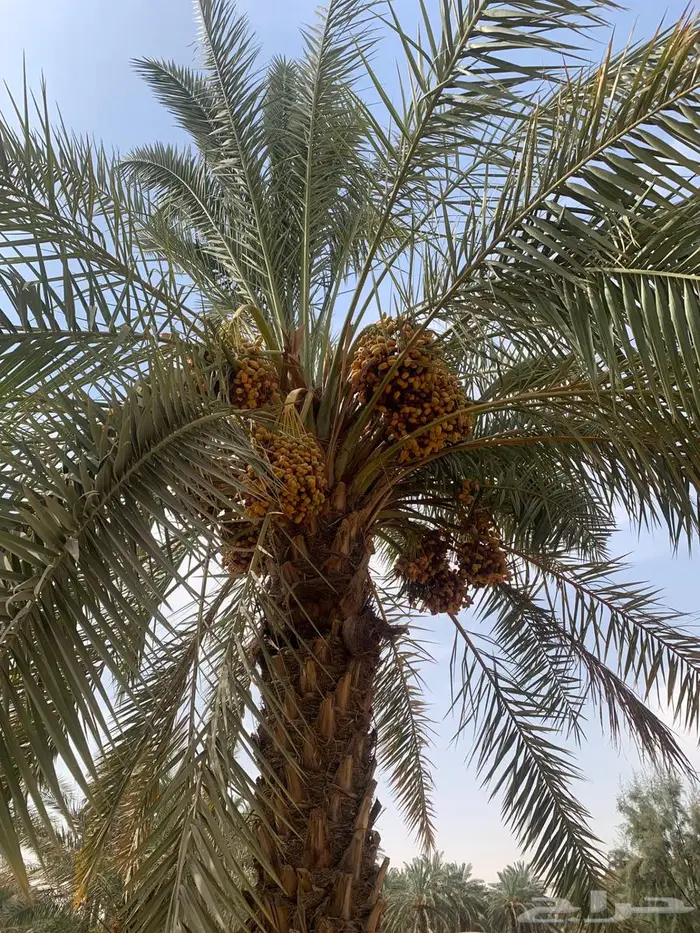 ثمره نخيل خلاص نبوت خضري هلالي صقعي 0