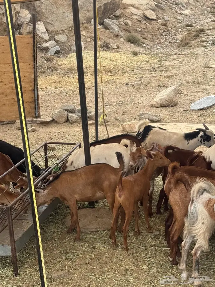 للبيع تيوس 2