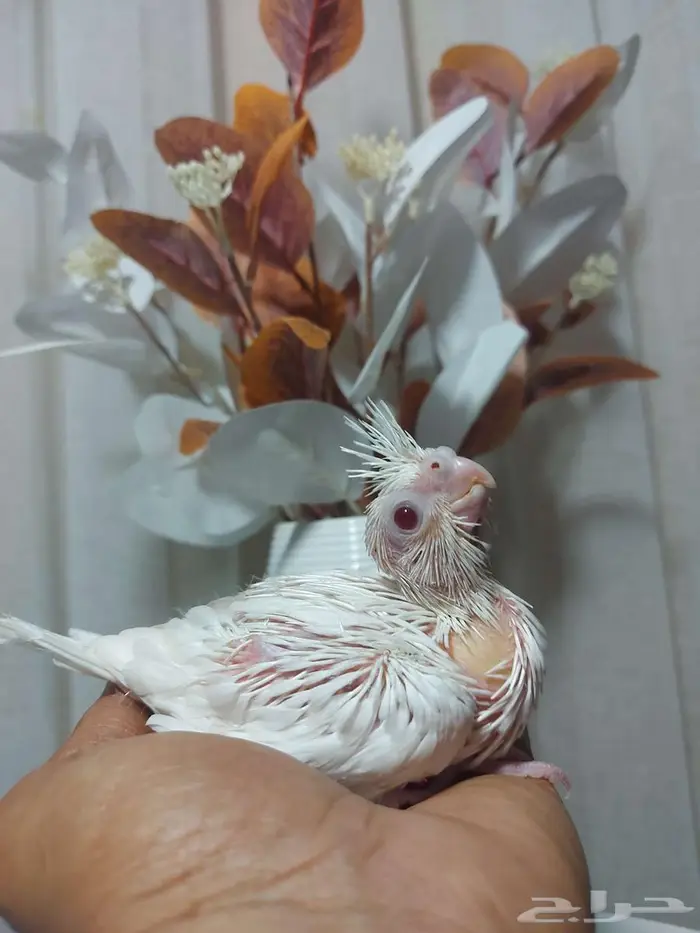 فرخ كروان البينو (( تم البيع )) 1