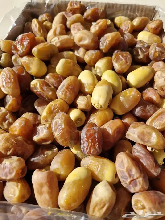 سكري واخلاص خراف جديد 1447 الجبيل 2