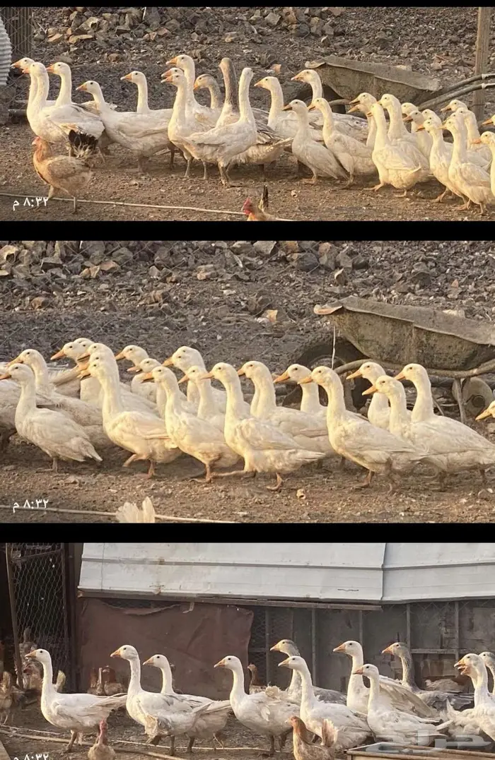 وز بلدي _بط بكيني 0