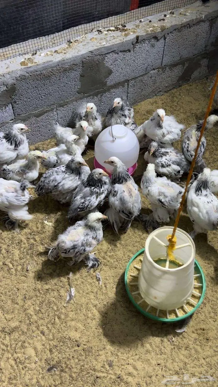 دجاج براهما 2