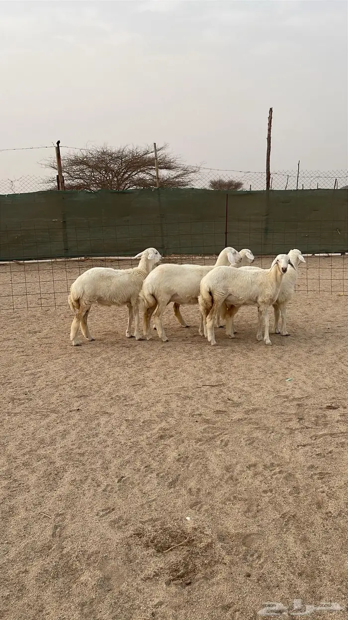 تم البيع .. رخال مقاني طيبه فرصه للقناي ونظيفه جدا 4