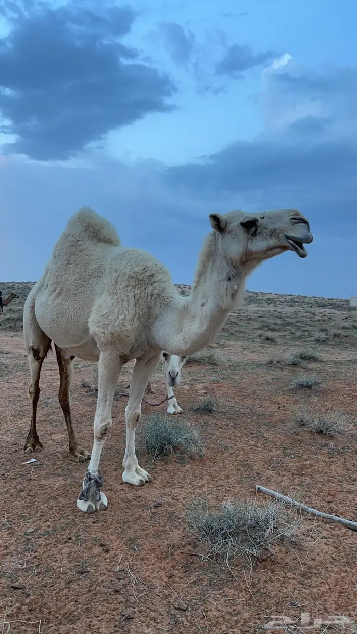 تاقه حايل للبيع 1