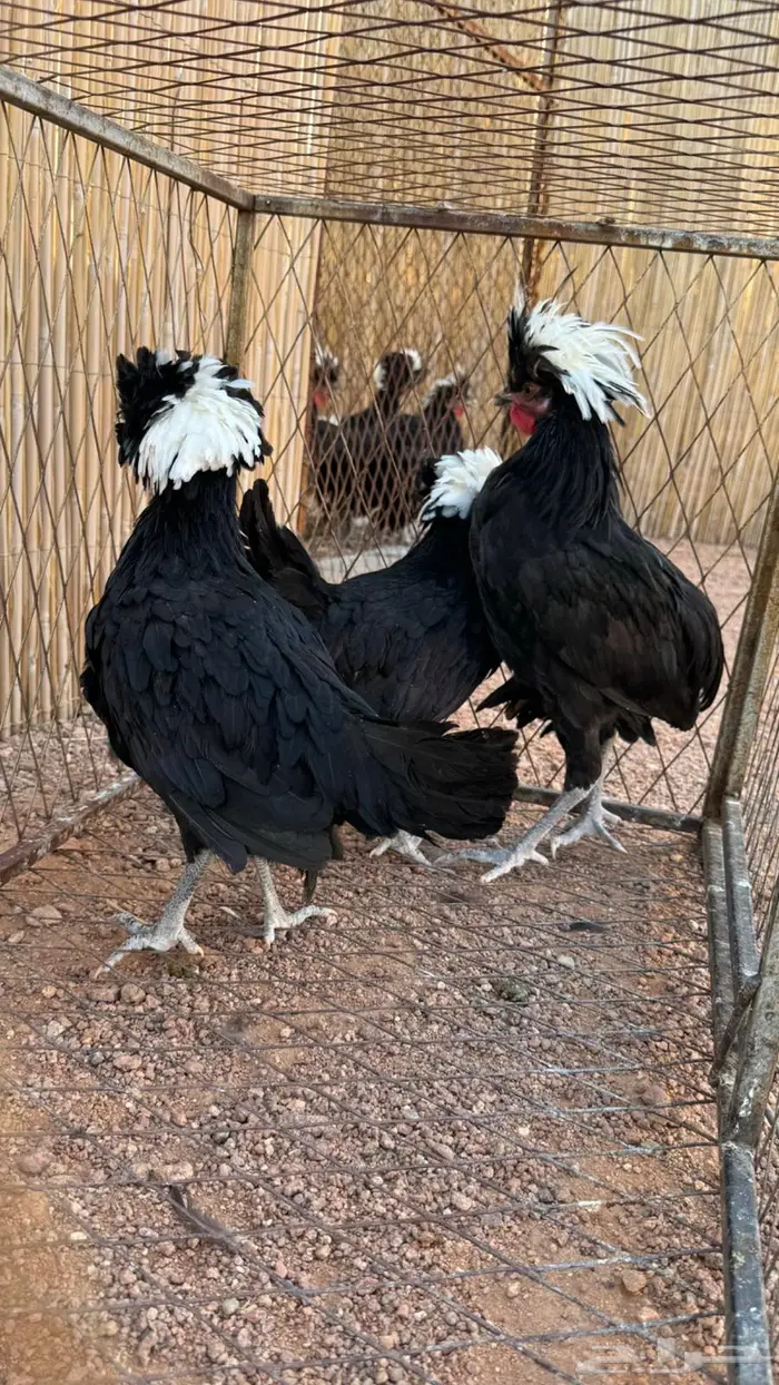 للبيع دجاج بولش اسود صافي 2