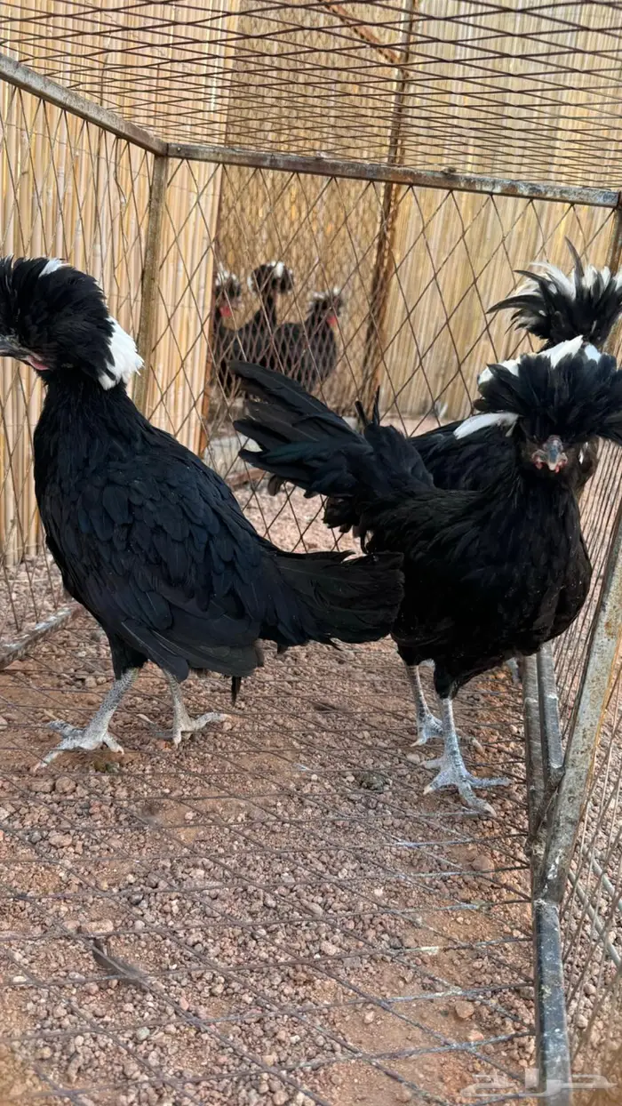 للبيع دجاج بولش اسود صافي 1