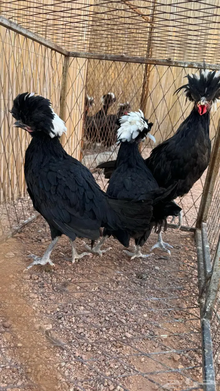 للبيع دجاج بولش اسود صافي 0