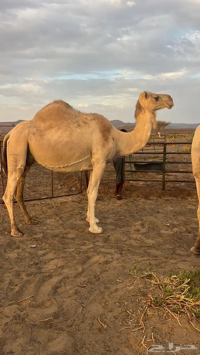 ناقه شقحى طيبه بالحيل فيها ديدها 3
