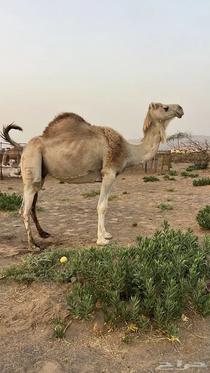 ناقه شقحى طيبه بالحيل فيها ديدها 0