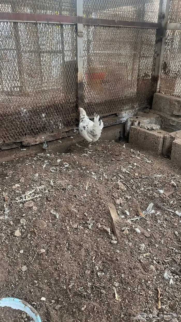 دجاج مفرخ 4