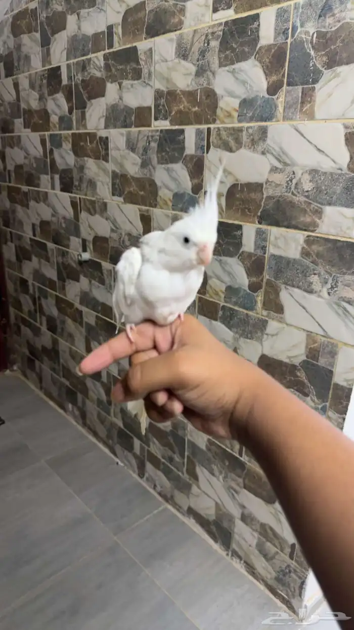 ازواج كروان وبادجي 3