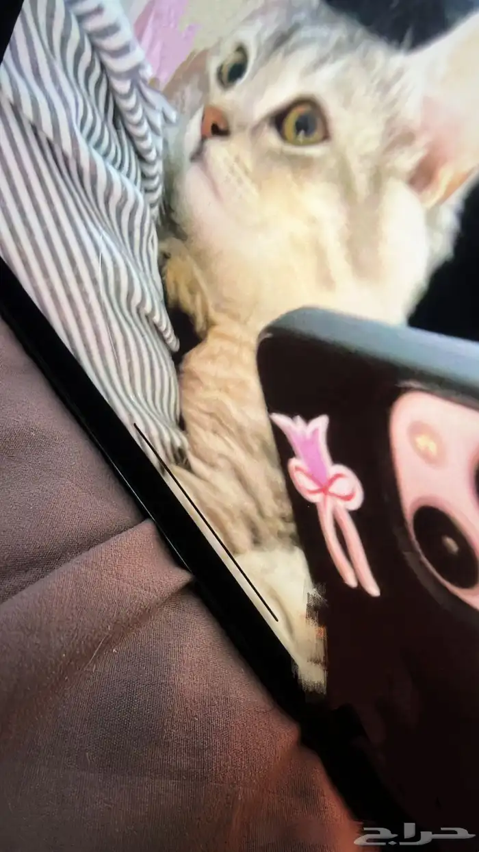 قطه 1