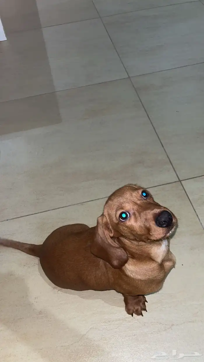 كلب للبيع نوعه dachshund بيور عمره شهرين 1