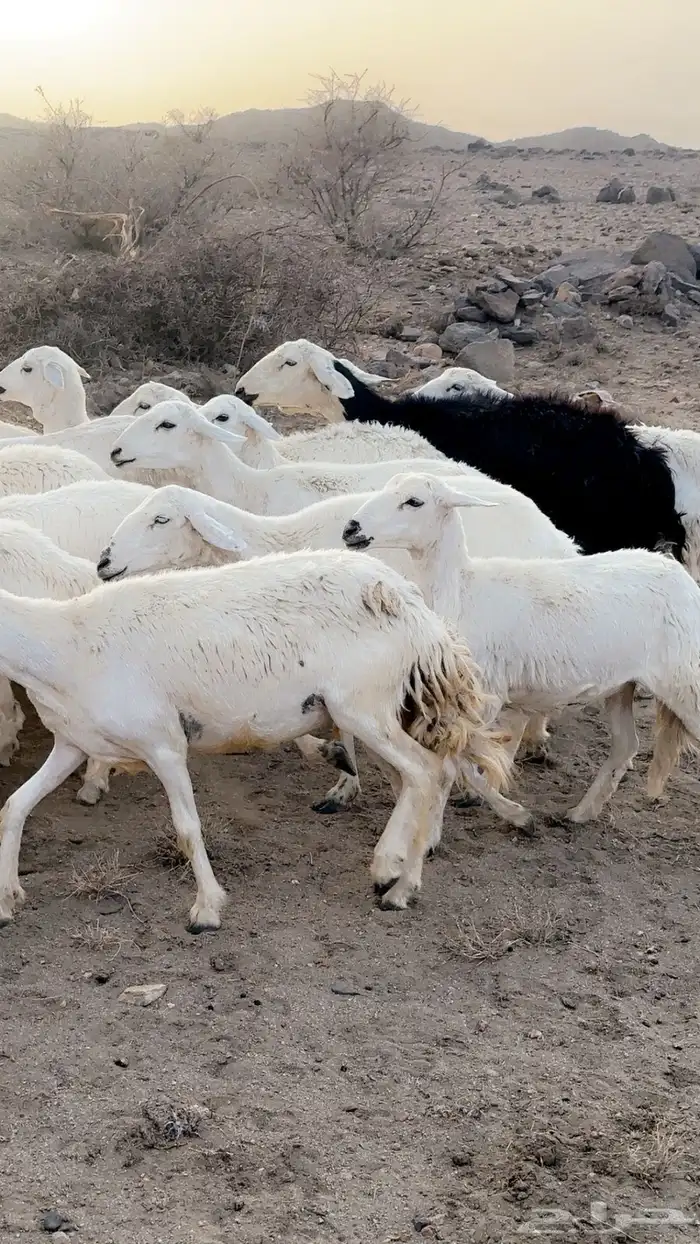 رخال صنف دفيع قرايب . 2