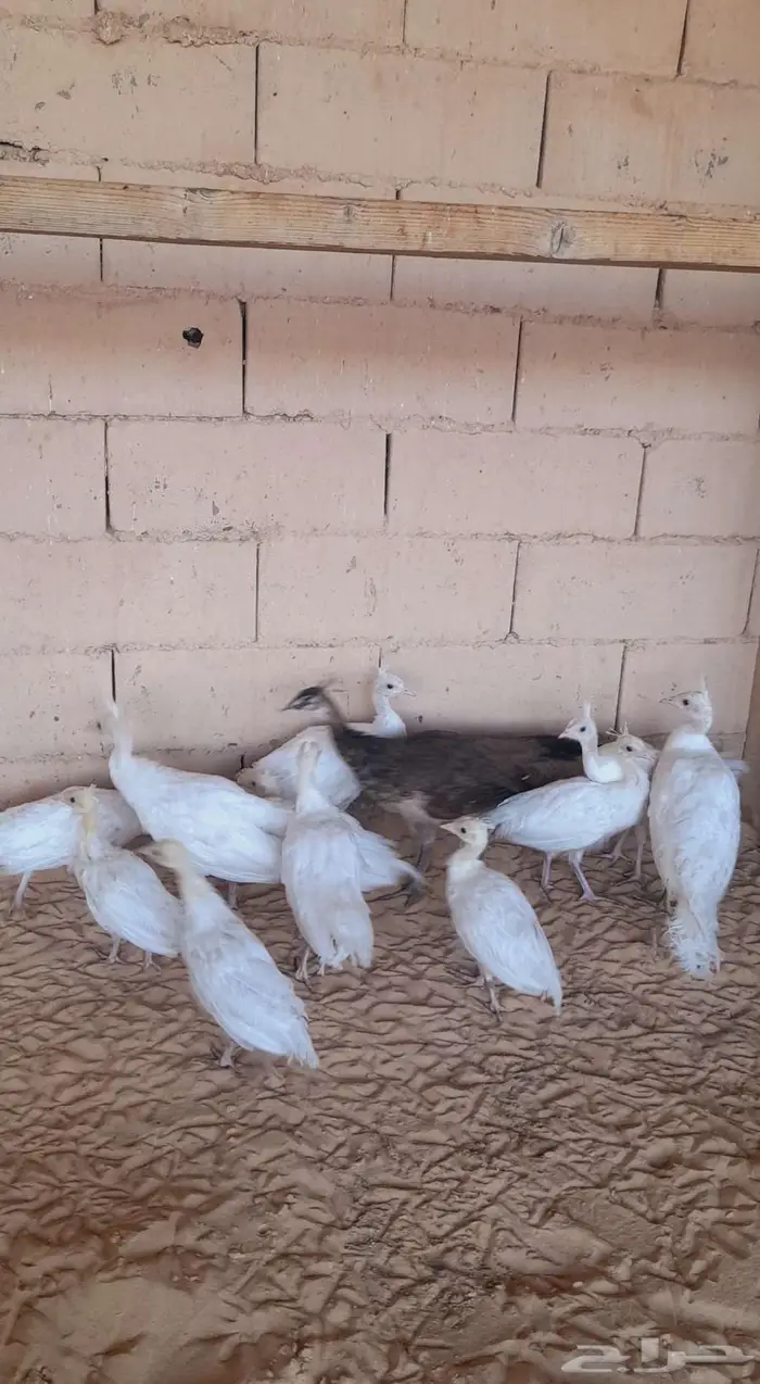 فروخ طاووس ابيض 1