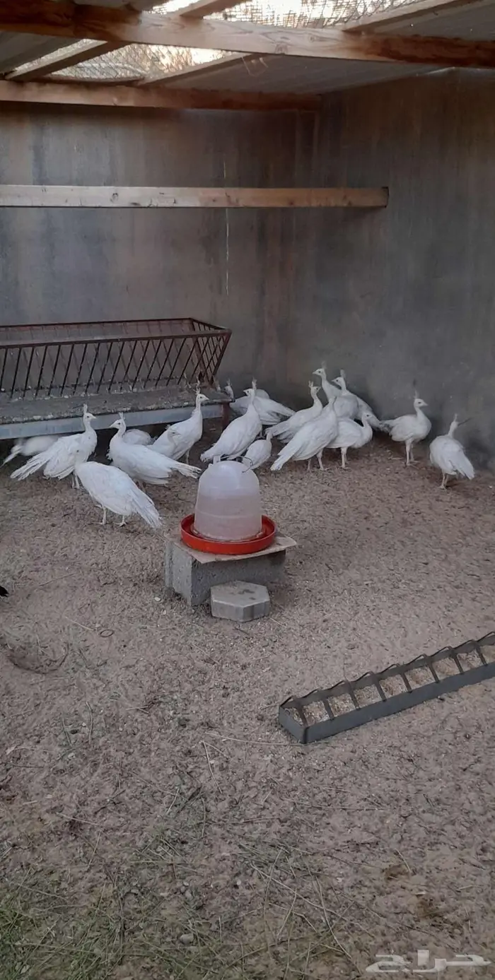 فروخ طاووس ابيض 0