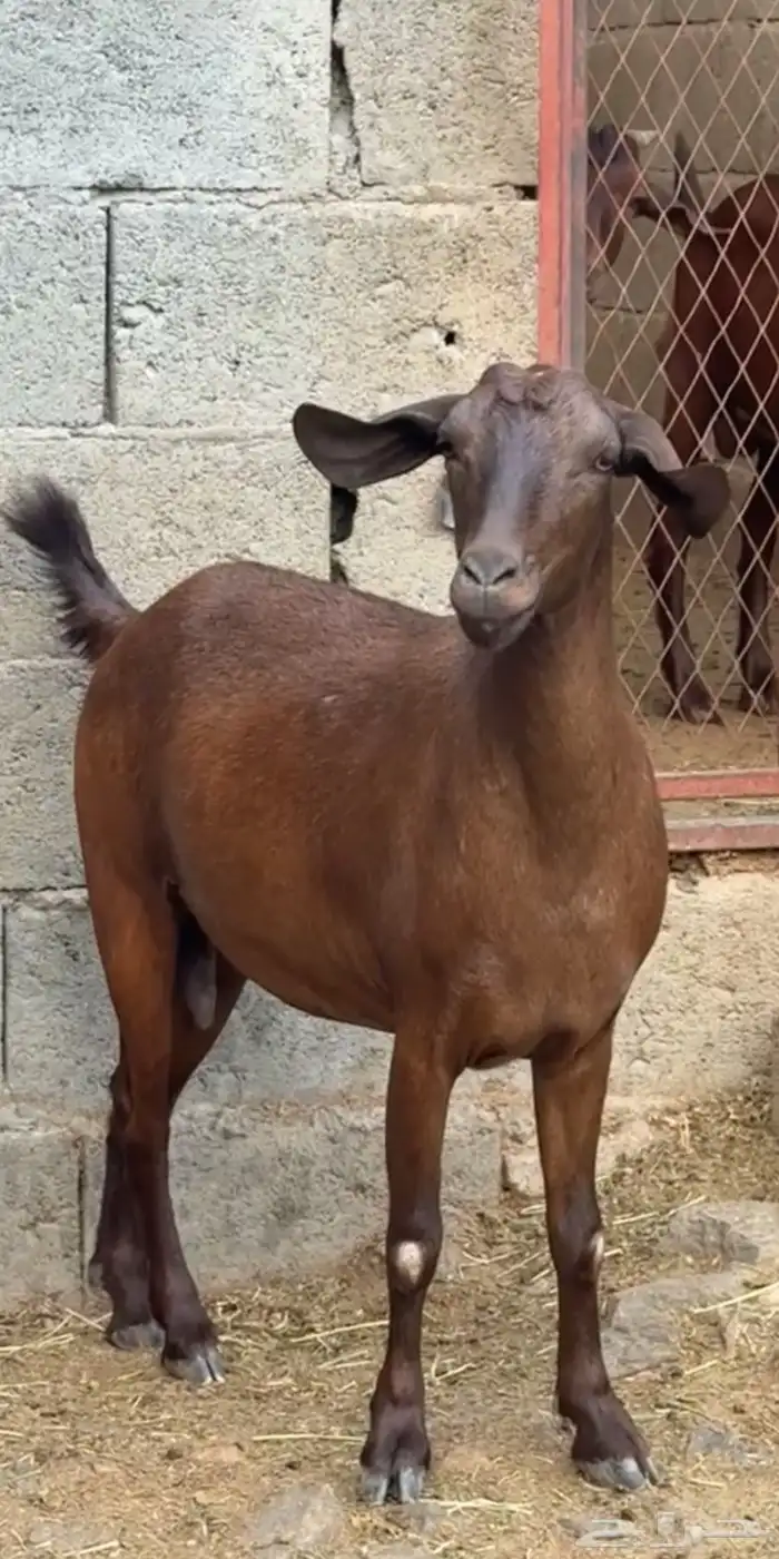عنقان دهم دبس جم 3