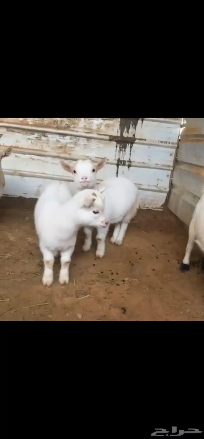 للبيع ماعز قزم امهات مستويات 2