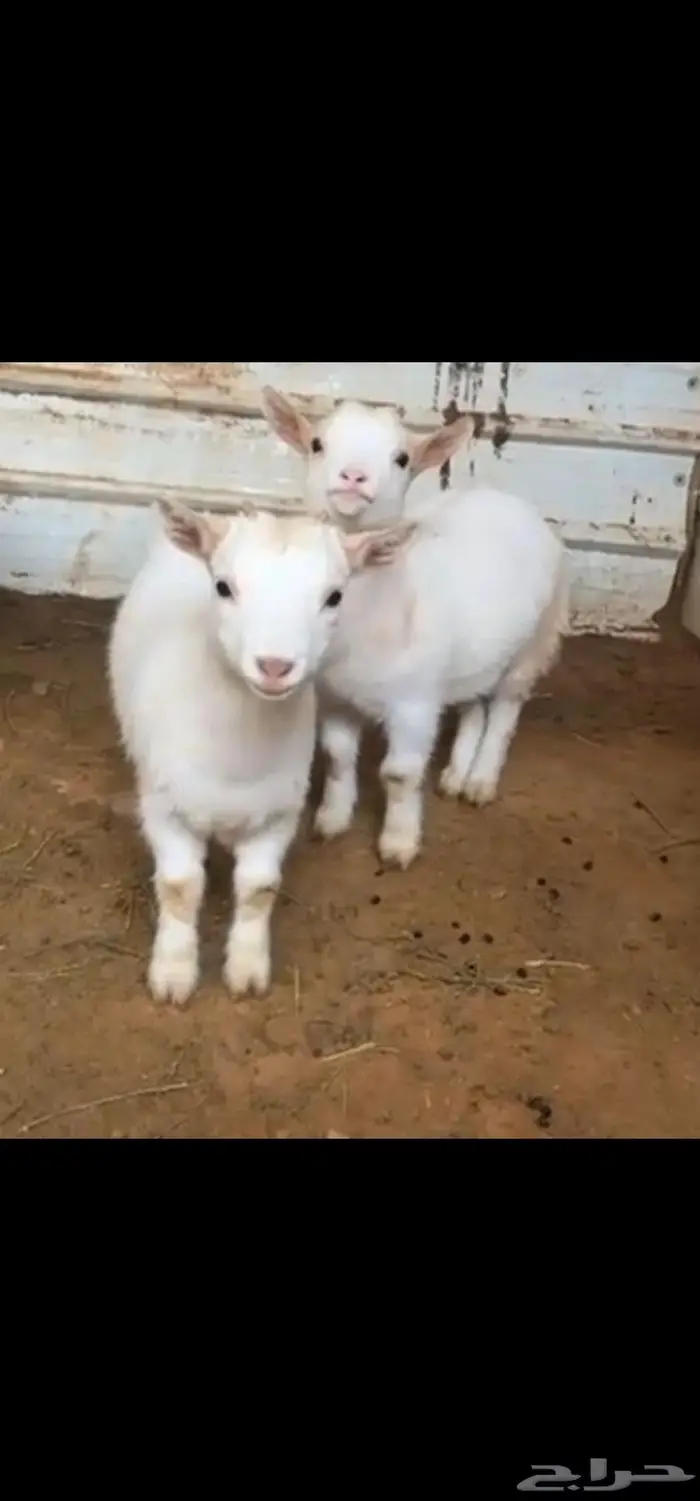 للبيع ماعز قزم امهات مستويات 0