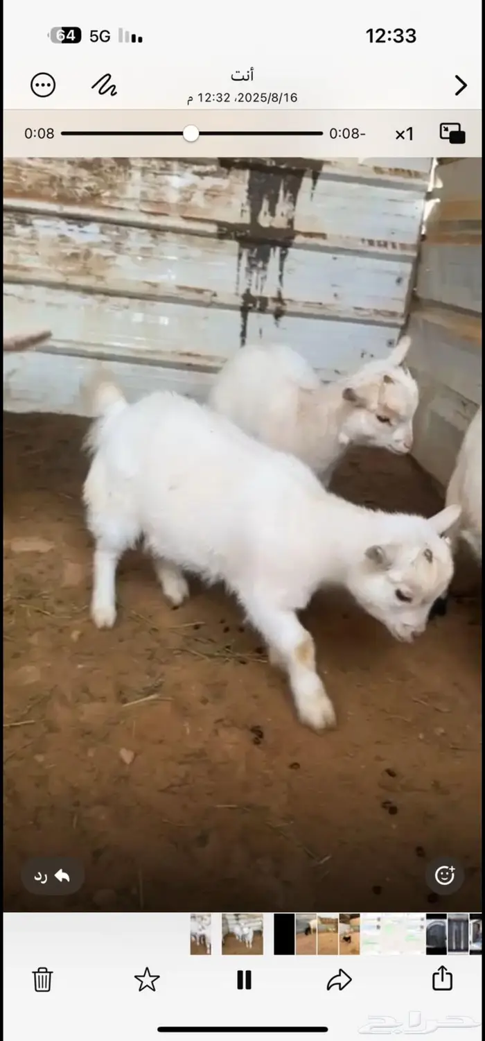 للبيع ماعز قزم امهات مستويات 1