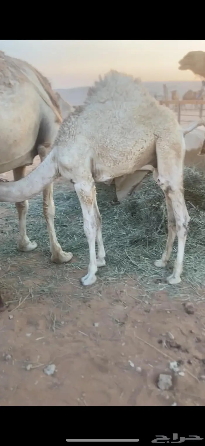 قعدان سمان قصب 2