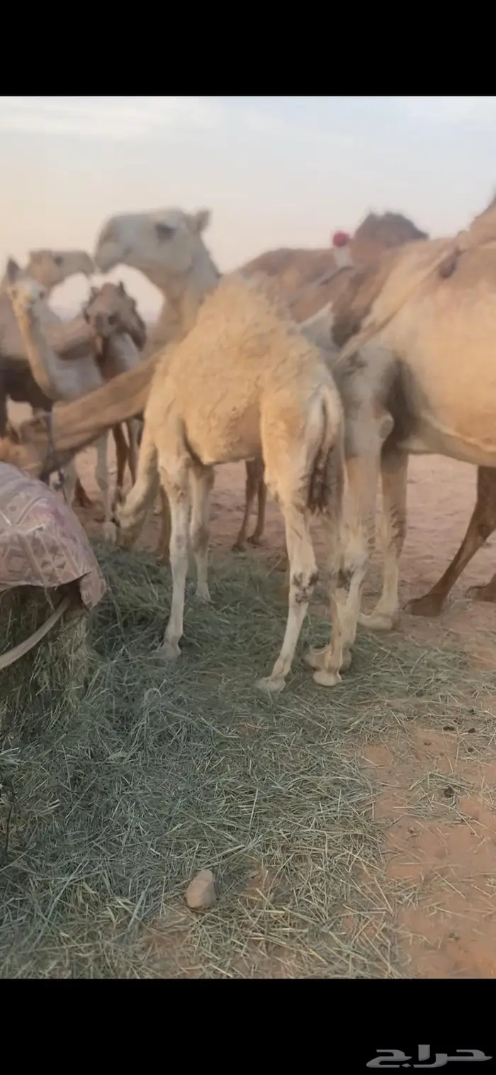 قعدان سمان قصب 0